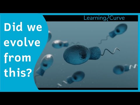 Animal Evolution Biology - Choanoflagellates, the ancestor of all animals