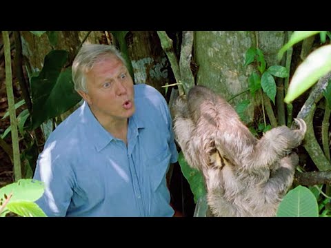 The &#039;Busy&#039; Life of the Sloth | BBC Earth