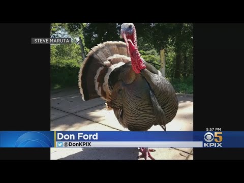 Ornery Oakland Turkey&#039;s Foul Behavior Prompts Relocation Effort