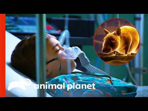 Pet Rat Puts Young Boy&#039;s Life At Risk | Monsters Inside Me