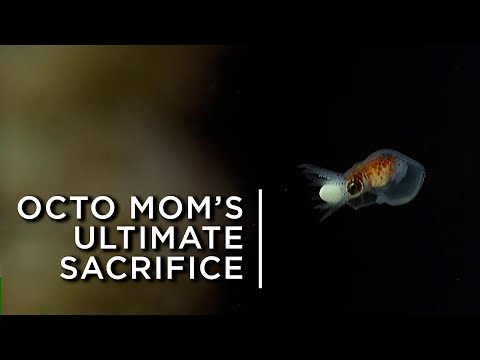 Mother octopus makes the ultimate sacrifice for her babies