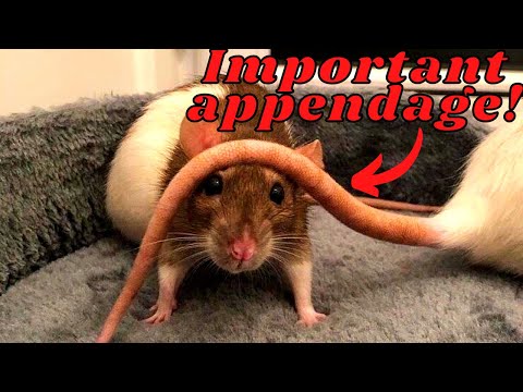 The Surprising Secrets of Rat Tails: 15 Must-Know Facts!