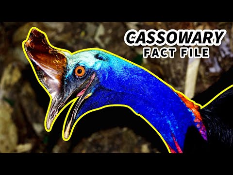 Cassowary Facts: the MOST DANGEROUS Bird (?) | Animal Fact Files