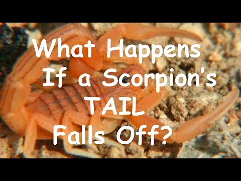 What happens if a scorpion&#039;s tail falls off?
