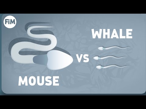 The Big Sperm Paradox