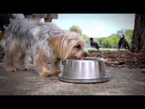 Frosty Bowlz: Pets &amp; Animal Care TV Commercial