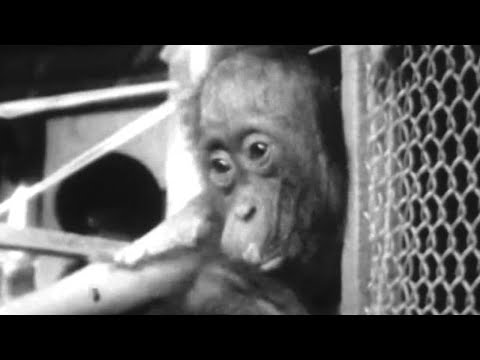 Attenborough Makes Friends with an Orangutan | Zoo Quest for a Dragon | BBC Earth