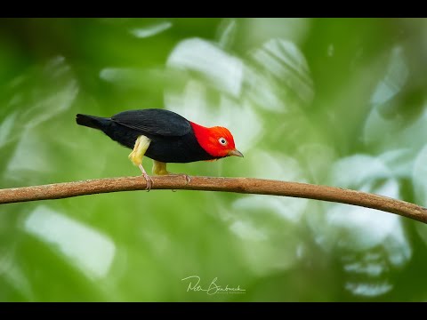 Red-capped Manakin, Moonwalk dance, Costa Rica