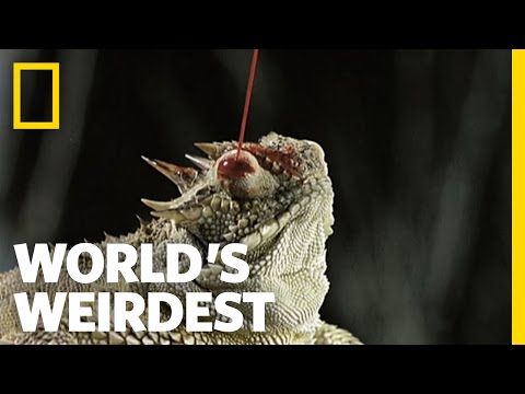 Blood Shooting Eyes | World&#039;s Weirdest