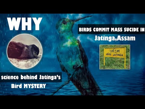 Why Birds Commit Mass Suicide in Jatinga, Assam?/Science Behind Jatinga&#039;s Bird Mystery