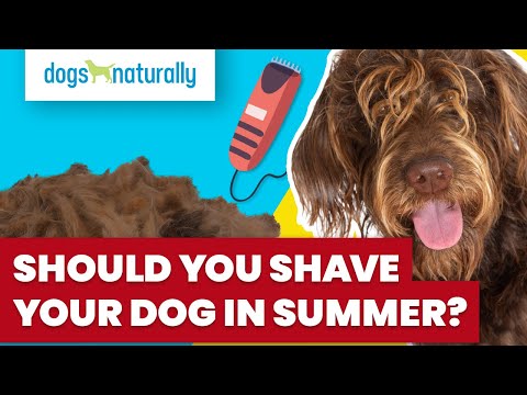 Should You Shave Your Dog In Summer?