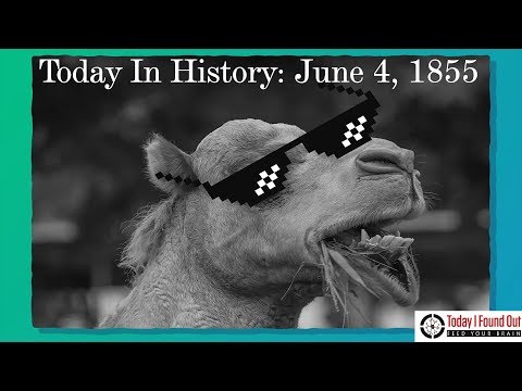 June 4, 1855: The Camel Corps