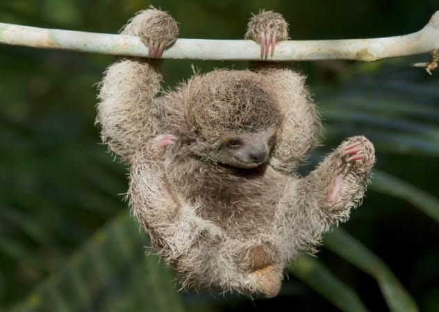 Sloths