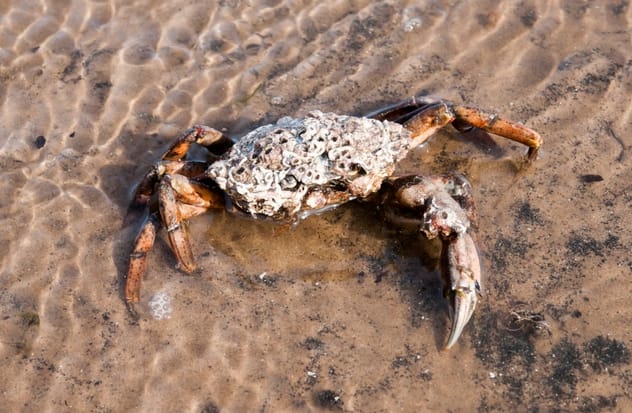 European Green Crab
