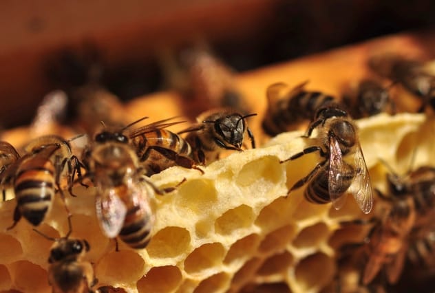 Honeybee