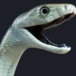 10 Exotic Pets That Turned on Their Owners!