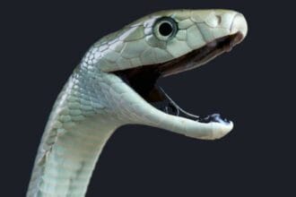 10 Exotic Pets That Turned on Their Owners!