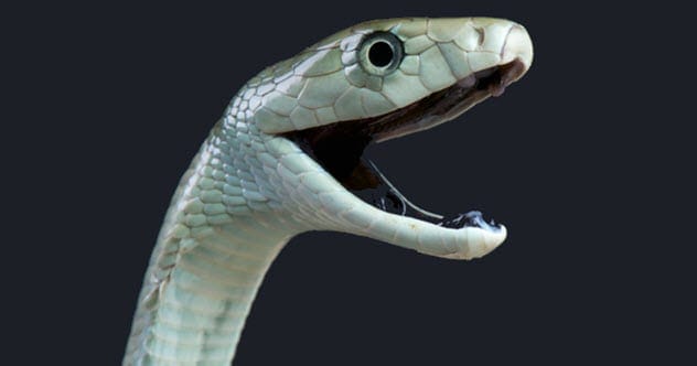Black Mamba Snake