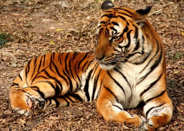 Tigers