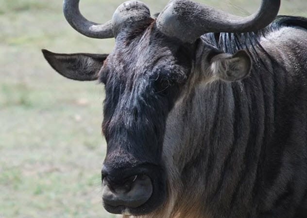 Wildebeest