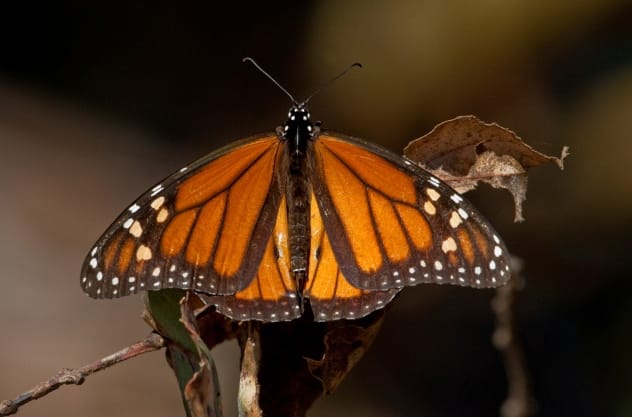 Butterfly on Eucalyptus