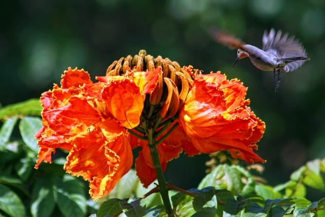 African Tulip Tree