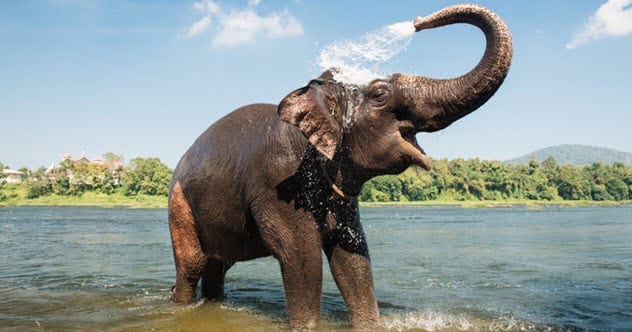 Elephant