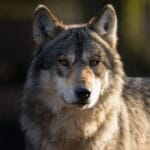 10 Amazing Wolf Tales That Made Headlines