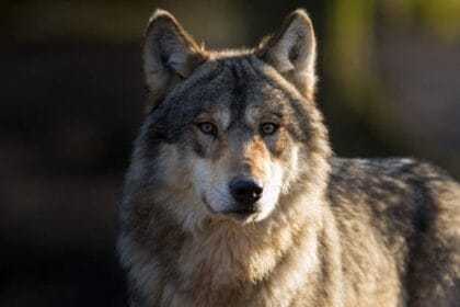 10 Amazing Wolf Tales That Made Headlines