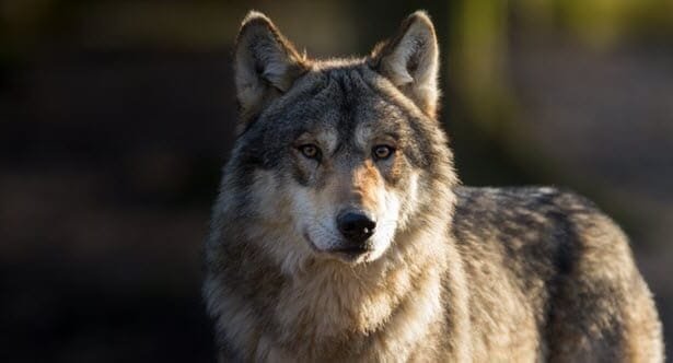 10 Amazing Wolf Tales That Made Headlines
