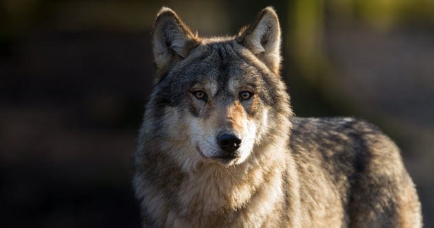 10 Amazing Wolf Tales That Made Headlines
