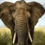 10 Unexpected Materials Used to Make Paper