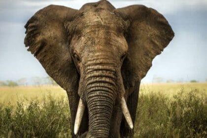 10 Unexpected Materials Used to Make Paper