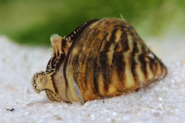 Zebra Mussels