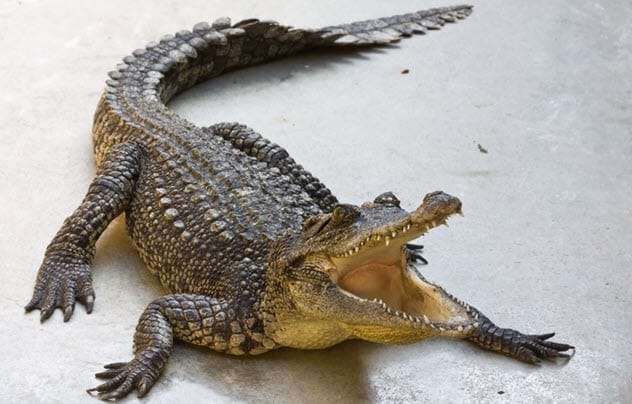 Crocodile