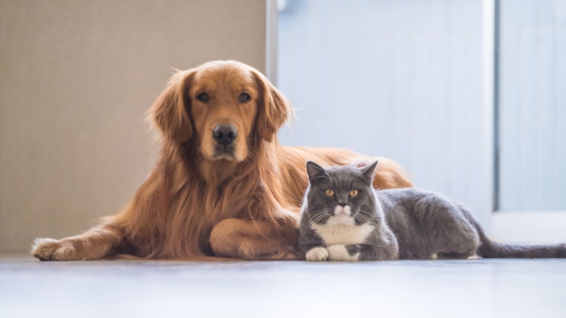 Injuries in Pets During Full Moon