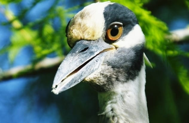 Yellow-Crowned Night Heron