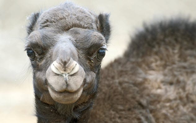 Camel