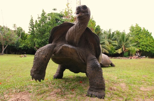 Aldabra Tortoise