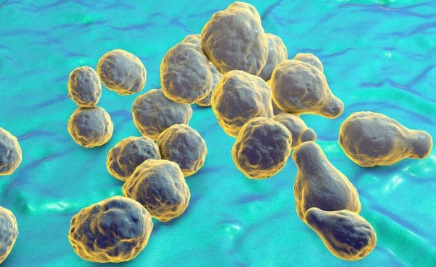 Radiation Resistant Fungus