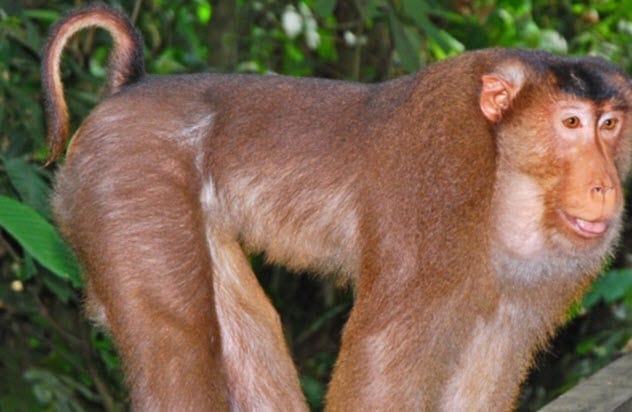 Southern Pig-Tailed Macaque Monkey