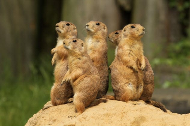 Prairie dogs
