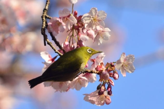 Japanese White-Eye