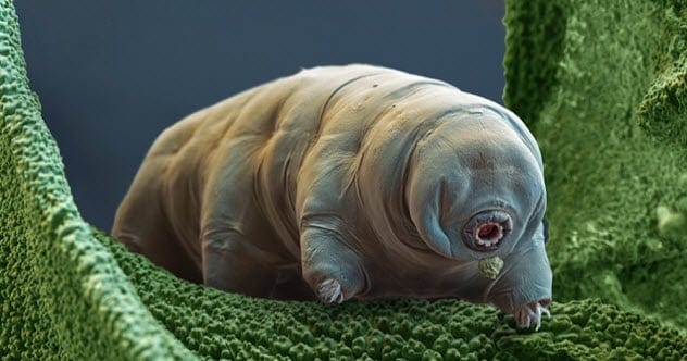 Tardigrade Surviving Radiation