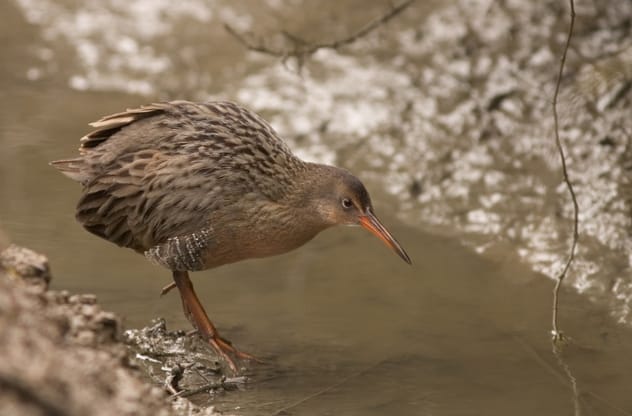 California Clapper Rail