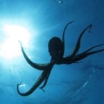 Ancient Animal Tales: 10 Amazing Stories From History