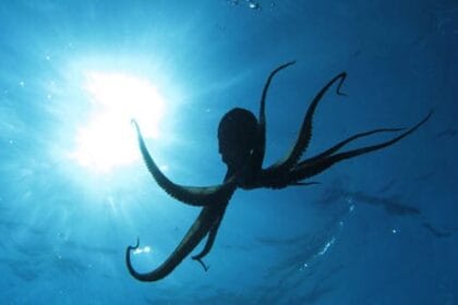 Ancient Animal Tales: 10 Amazing Stories From History