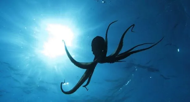 Ancient Animal Tales: 10 Amazing Stories From History