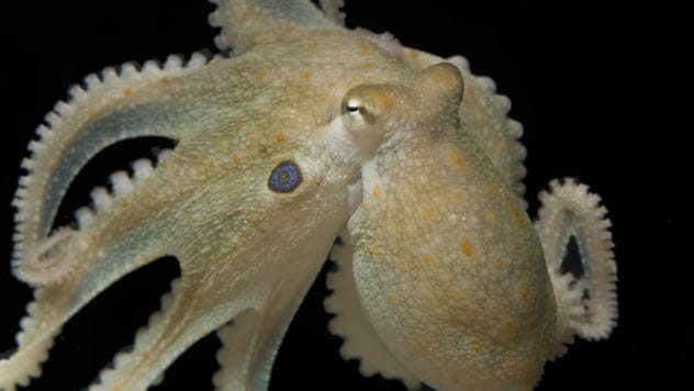 California two-spot octopus