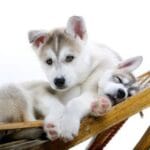 10 Surprising Government Jobs You Won't Believe Exist